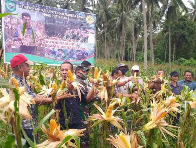 
 Aktifitas Panen bersama Kelompok Tani Gan Ro'u