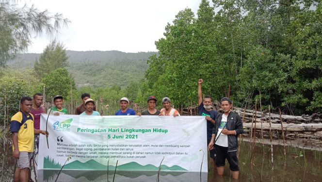 
 Meminimalisir Kerusakan Lingkungan Akibat Eksploitasi, BLPP Haltim Tanam 1000 Mangrove