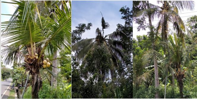 
 Bahaya.! 65 Hektar Tanaman Warga Diserang Seksava, Pemda Diminta Lakukan Penanganan