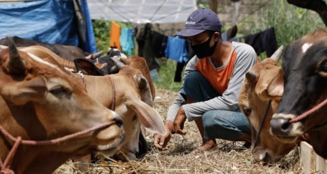 
 Tidak Ada Sumbangan Hewan Kurban “Idul Adha” Oleh Pemda Haltim