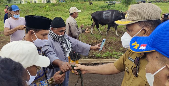 
 Hari Raya Idul Adha 1442 H, Pemda Halbar Salurkan 165 Ekor Sapi