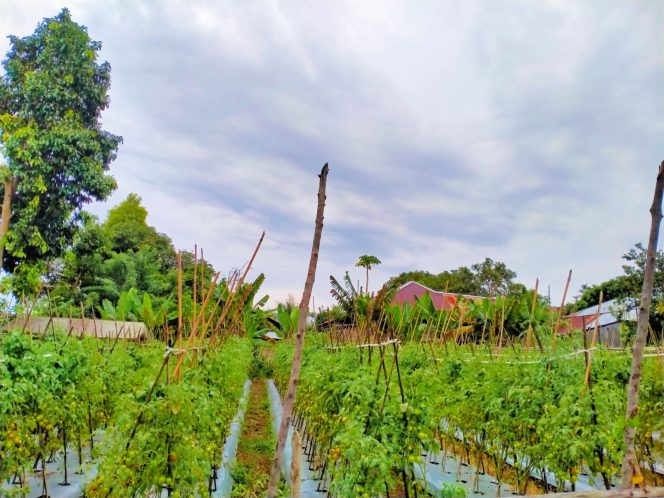 
 Kecamatan Ternate Barat Bakal Panen Sayur & Buah