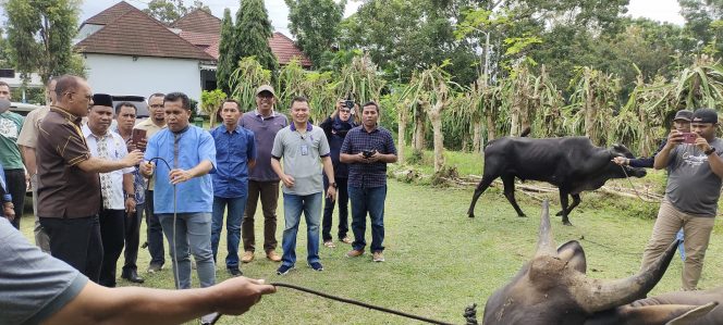 
 Bupati James Uang Menyerahkan 58 Ekor Sapi Idul Adha 1443 Hijriah
