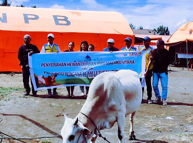 
 BWS Maluku Utara Menyerahkan Hewan Qurban Untuk Pengungsi Erupsi Gunung Api Ibu