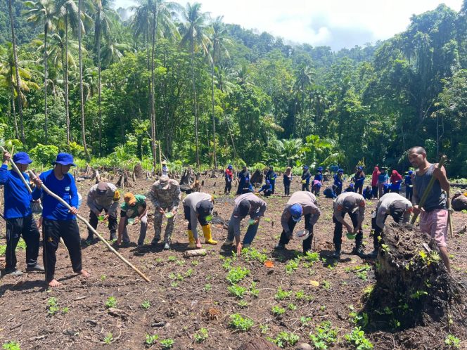 
 Kelompok tani dan Kapolsek beserta jajaran melakukaan penanaman jagung.