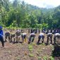 Kelompok tani dan Kapolsek beserta jajaran melakukaan penanaman jagung.